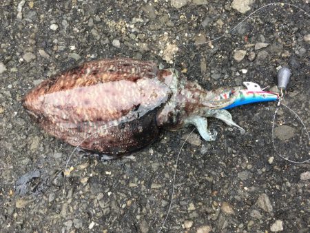 コウイカエギング